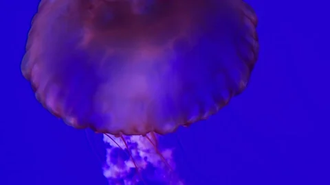 Jellyfish Slow Motion Stock Footage 82879223