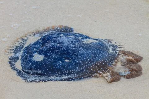 Jellyfish Stranded on the Beach. Foto stock