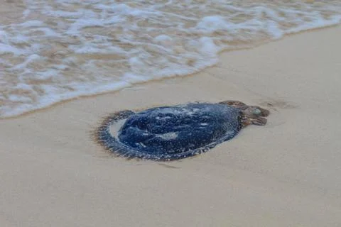 Jellyfish Stranded on the Beach. Stock Photos