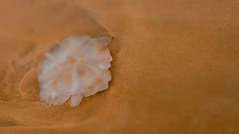 Jellyfish Stranded The Beach Фото