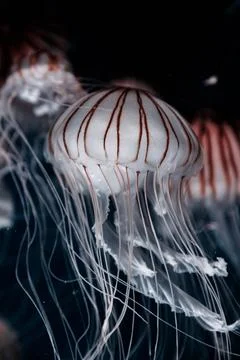 Jellyfish with stripes. Stock Photos