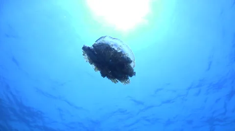 Jellyfish at sunlight Stock Footage 61106928