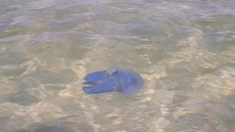 Jellyfish on the surface of the sea Stock Footage 94473764
