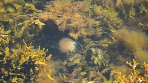 Jellyfish surrounded by sea algae and seagrass Stock Footage 311756399