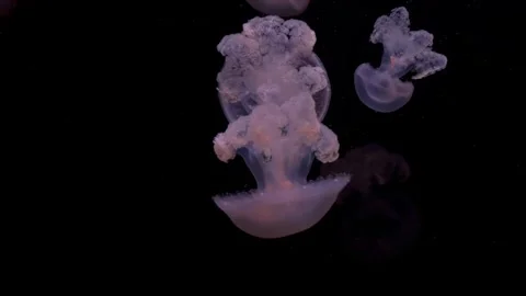 Jellyfish swarm floating on black background Stock Footage 319402436