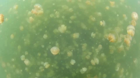 Jellyfish Swarm Vidéo 46080850