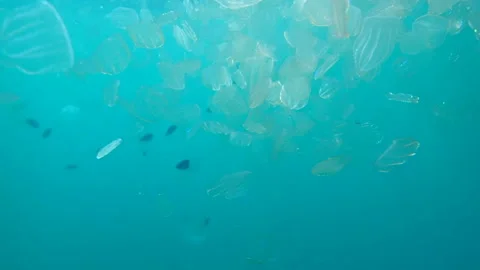 Jellyfish swarm Stock-Footage 111765269