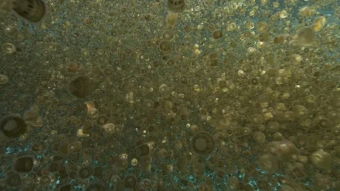 Jellyfish swarm Stock Footage 316785300