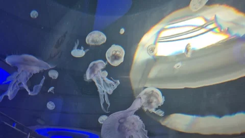 Jellyfish swim and drift through an aquarium, showing graceful marine life .. Stock Footage 340407342