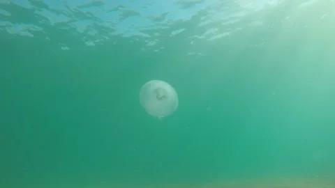 Jellyfish swim in sunlight Stock Footage 150558192