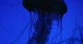 Jellyfish Swimming 02 HD Footage