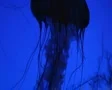 Jellyfish Swimming 02 SD Footage