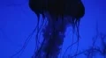 Jellyfish Swimming 02 HD Footage