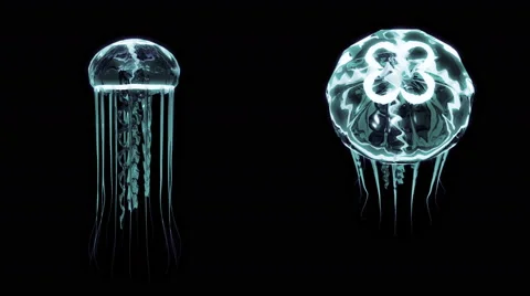 Jellyfish Swimming 4k Loop Assets Isolated on Black Background Stock Footage 55838115