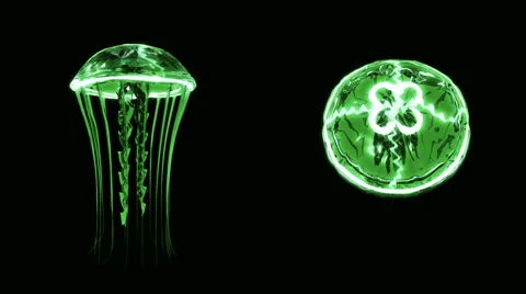 Jellyfish Swimming 4k Loop Assets Isolated on Black Background Stock Footage 55838128