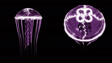 Jellyfish Swimming 4k Loop Assets Isolated on Black Background Stock Footage 55838266