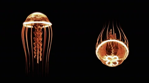 Jellyfish Swimming 4k Loop Assets Isolated on Black Background Stock Footage 55838273