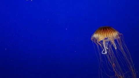 Jellyfish swimming in blue water Stock Footage