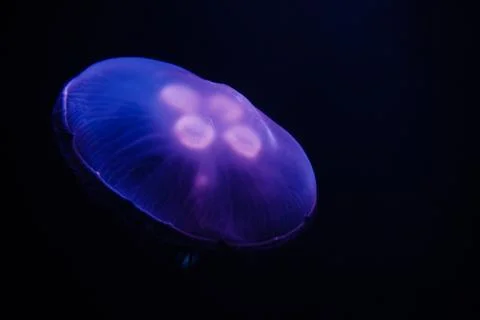 Jellyfish swimming in the dark water Stock Photos