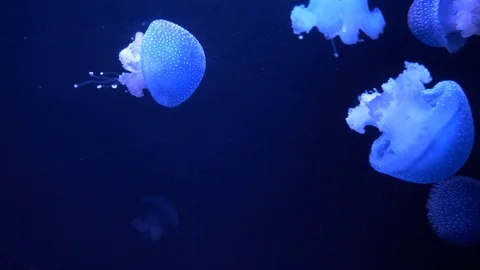 Jellyfish Swimming in Deep Blue Ocean Underwater 库存影片 101420060