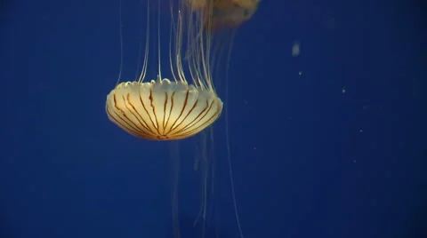 Jellyfish Swimming Down Stock Footage 57754886