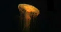 Jellyfish Swimming HD Footage