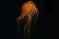 Jellyfish Swimming Footage