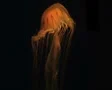 Jellyfish Swimming SD Footage