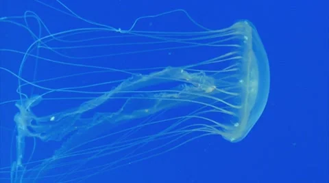 Jellyfish Swimming Stock Footage 7187078