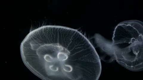 Jellyfish Swimming Stock Footage 11527986