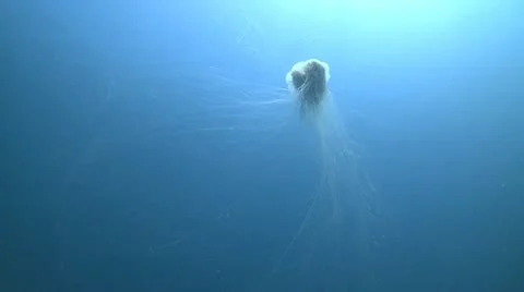 Jellyfish swimming Stock Footage 12234009