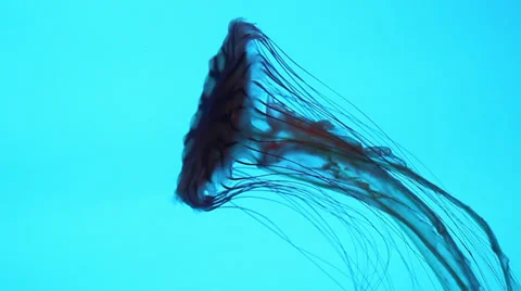 Jellyfish Swimming Stock Footage 35657177