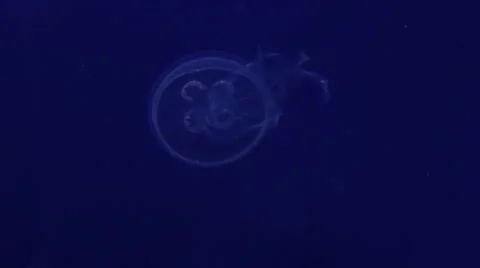Jellyfish swimming Stock-Footage 50541394