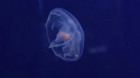 Jellyfish swimming Stock-Footage 50541446