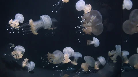 Jellyfish swimming Stock-Footage 55769497