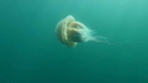 Jellyfish swimming Stock Footage 108709505