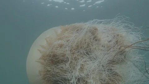 Jellyfish swimming Stock Footage 108712164