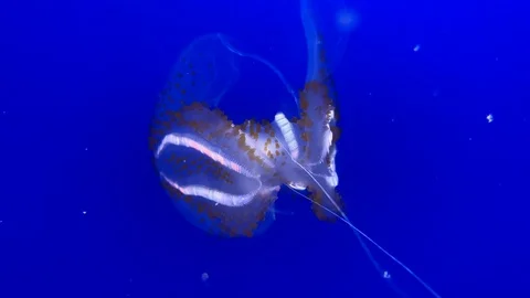 Jellyfish swimming Stock Footage 118490360