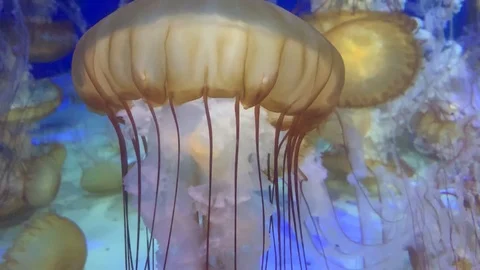 Jellyfish Swimming Stock Footage