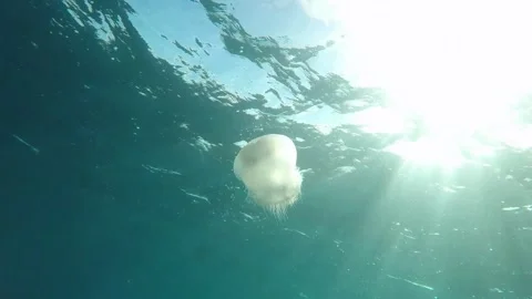 Jellyfish Swimming 動画素材 256433017