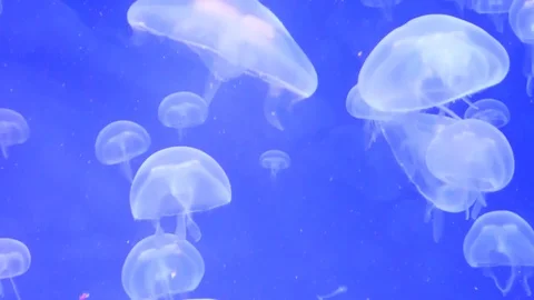 Jellyfish swimming in group Stock Footage 81519635