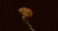 Jellyfish swimming HD HD Footage