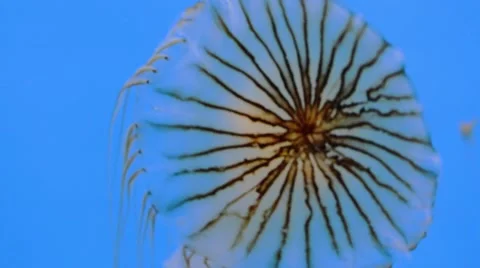 Jellyfish swimming in ocean. Stock Footage 58564270