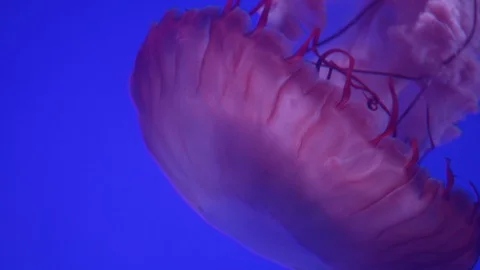 Jellyfish Swimming In Ocean Stock Footage