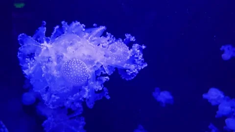 Jellyfish swimming shot on side view 4k footage. Video stock 183911253