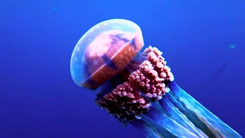 Jellyfish swimming slowly through deep blue ocean water Stock-Footage 341329593
