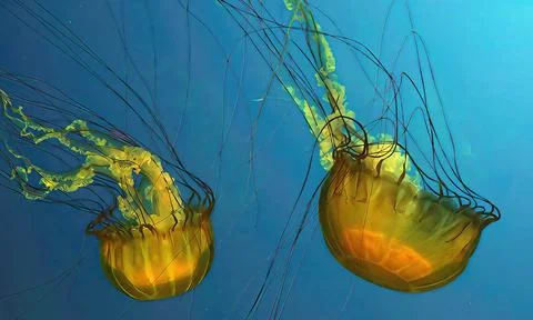 Jellyfish, swimming upside down Stock Photos