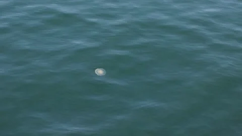 Jellyfish swimming in waves Vídeos de archivo 142139126