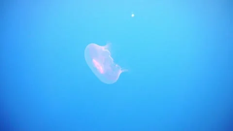 Jellyfish swims Stock Footage 310906190