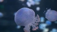Jellyfish Swims Underwater In The Sea Stock Footage